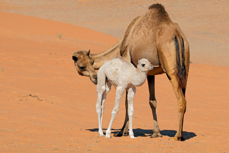 A camel with a young calve on a desert sand dune, arabian peninsula