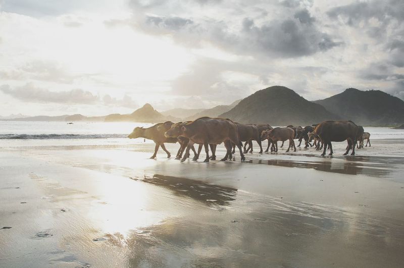 Buffaloes walking at beach during sunset