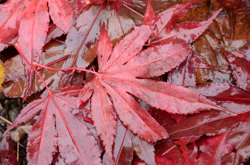 Full frame shot of wet red leaves