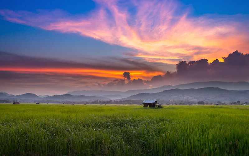 Scenic view of agricultural field against sky during sunset