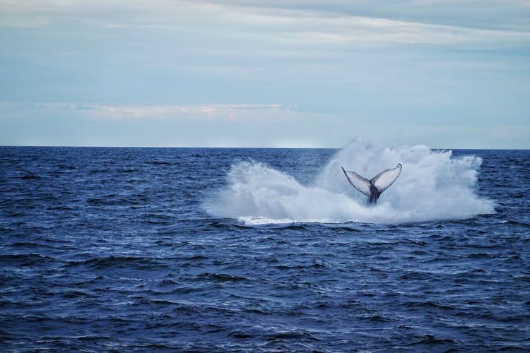 Whale splash