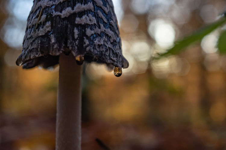 Close-up of mushroom growing on tree during winter