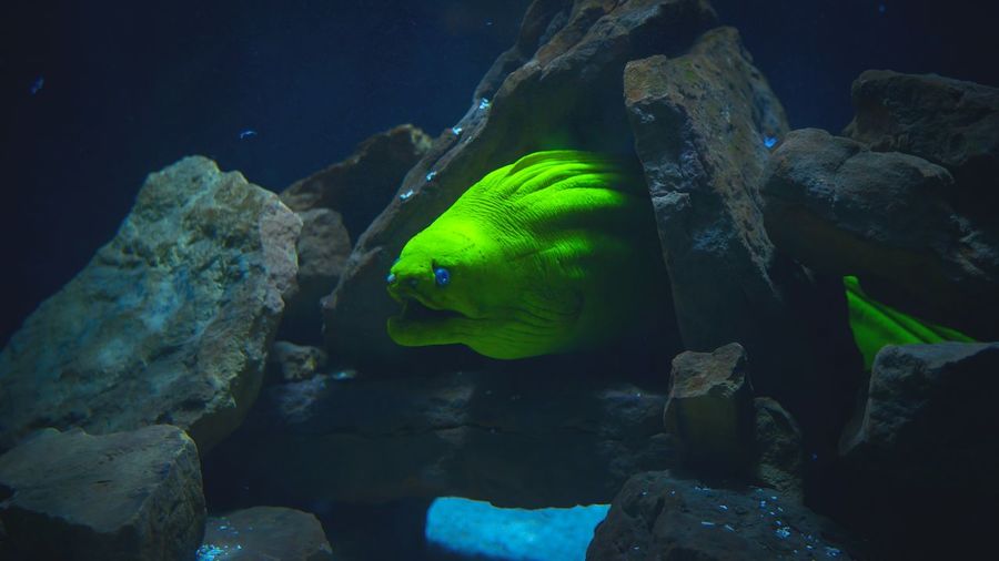 Green moray eel amidst rocks undersea
