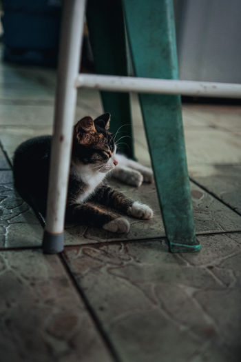 Cat relaxing on floor