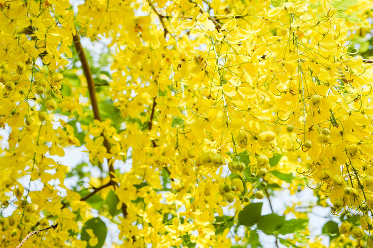 Beautiful yellow flower cassia fistula branch blooming in a park in summer