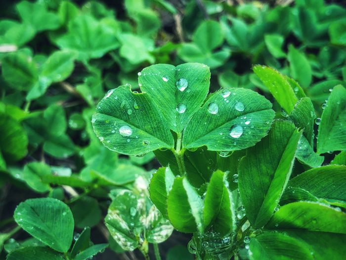 Droplets of rain water of clover leaves