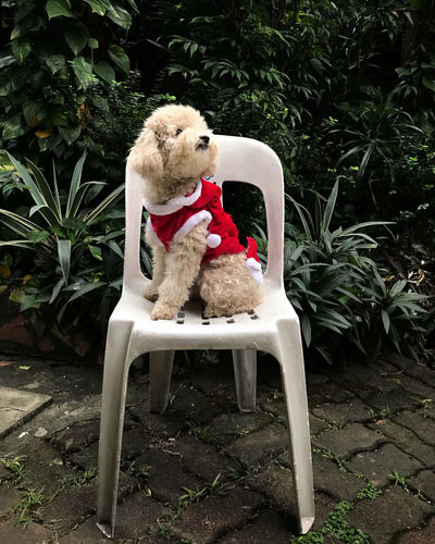 Dog sitting on chair against plants