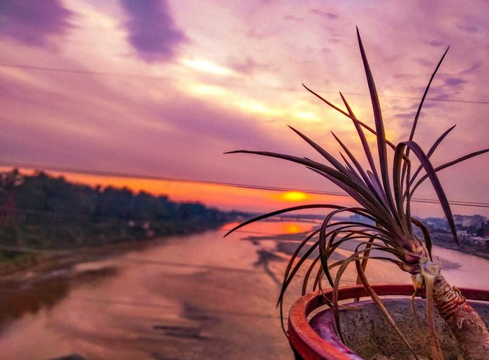 Close-up of plants by sea against romantic sky at sunset