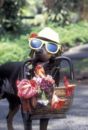 Dog with sunglasses carrying basket on street
