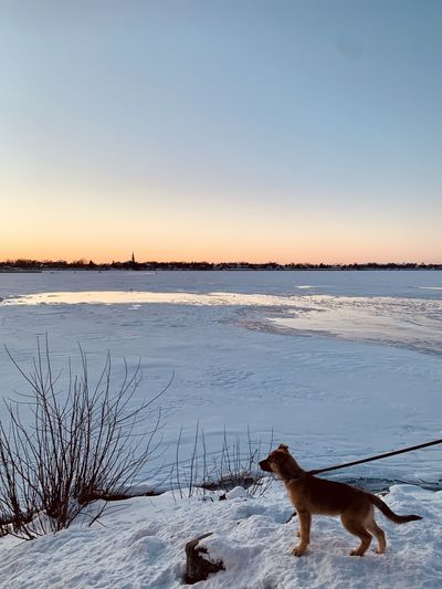 View of dog on snow covered field during sunset
