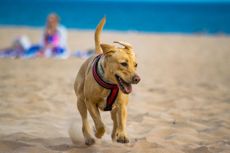 Portrait of dogs running on beach