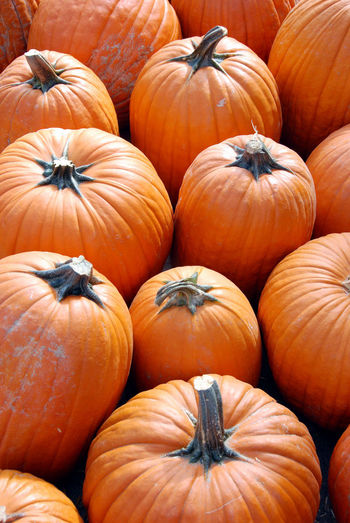 Many pumpkins