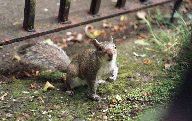 Squirrel on field