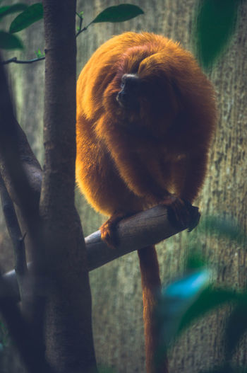 Close-up of a monkey on tree