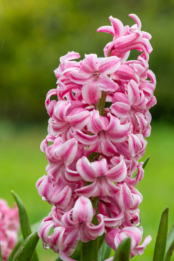 Close up of a pink hyacinth flower in bloom