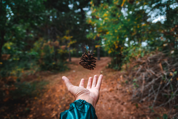 Closeup view of pinecone and human hand