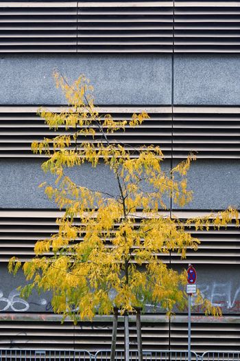 Close-up of yellow autumn tree