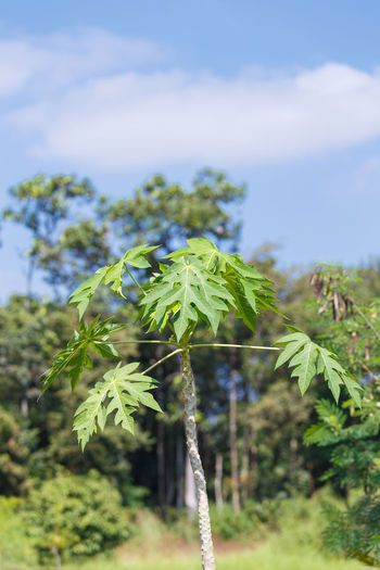 Close-up of plant growing on field against sky