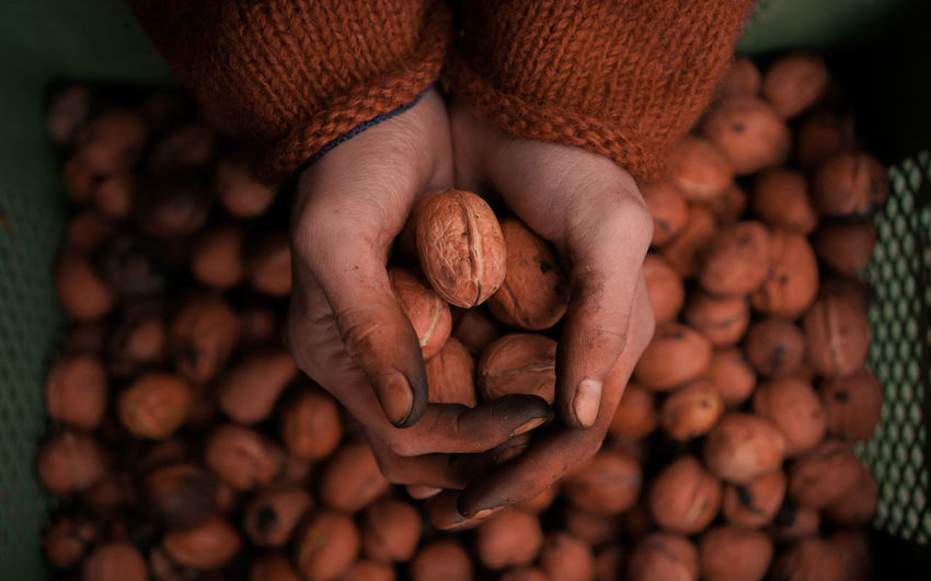 Hand holding freshly picked walnuts. 
