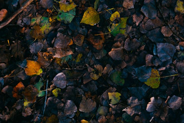 High angle view of autumn leaves on land