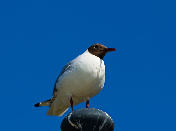 Low angle view of seagull against clear blue sky