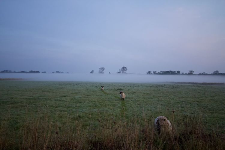 Scenic view of field against sky