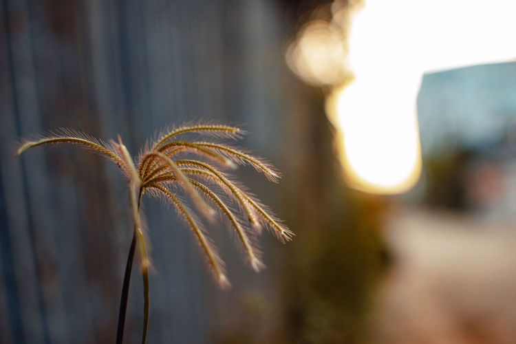 sunlight