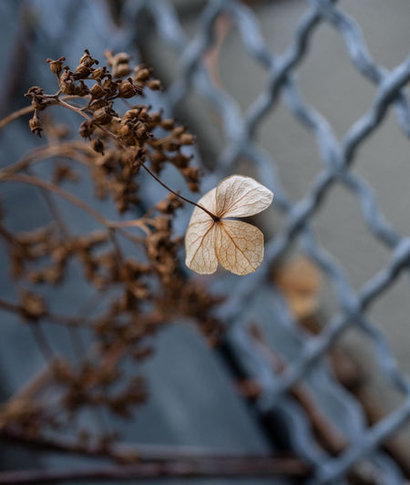 Close-up of dried plant on metal fence