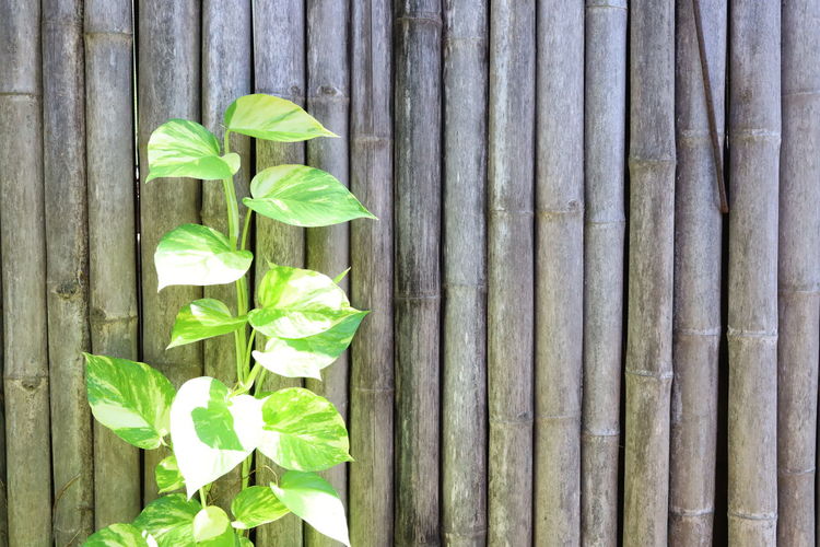 Close-up of green leaves on wood against wall