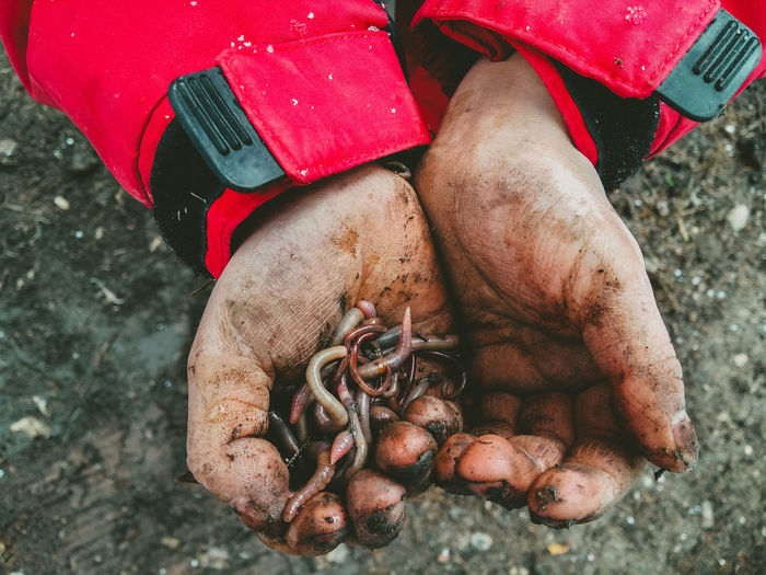 Male hands holding worms