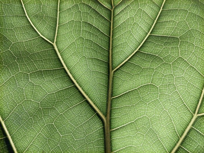 Full frame shot of green viccus leaf