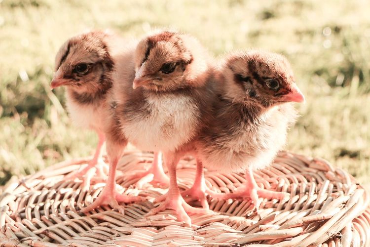 Close-up of chicks on basket