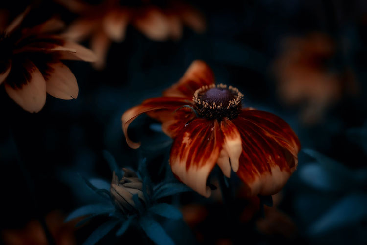 Close-up of flower on plant