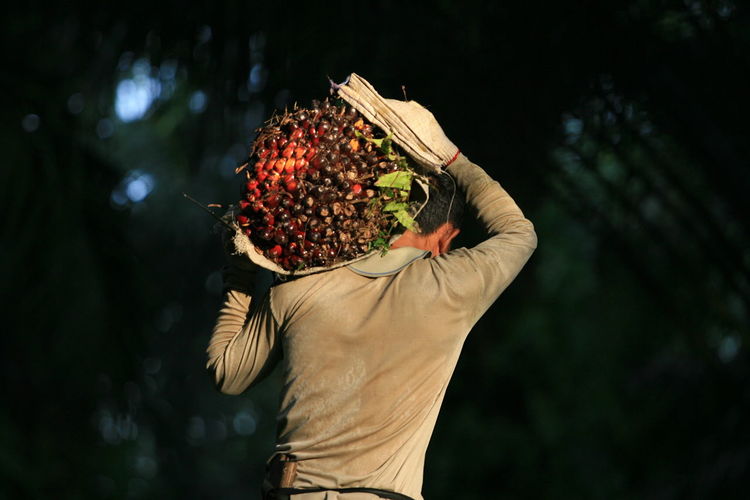 Rear view of man carrying oil palm fruits