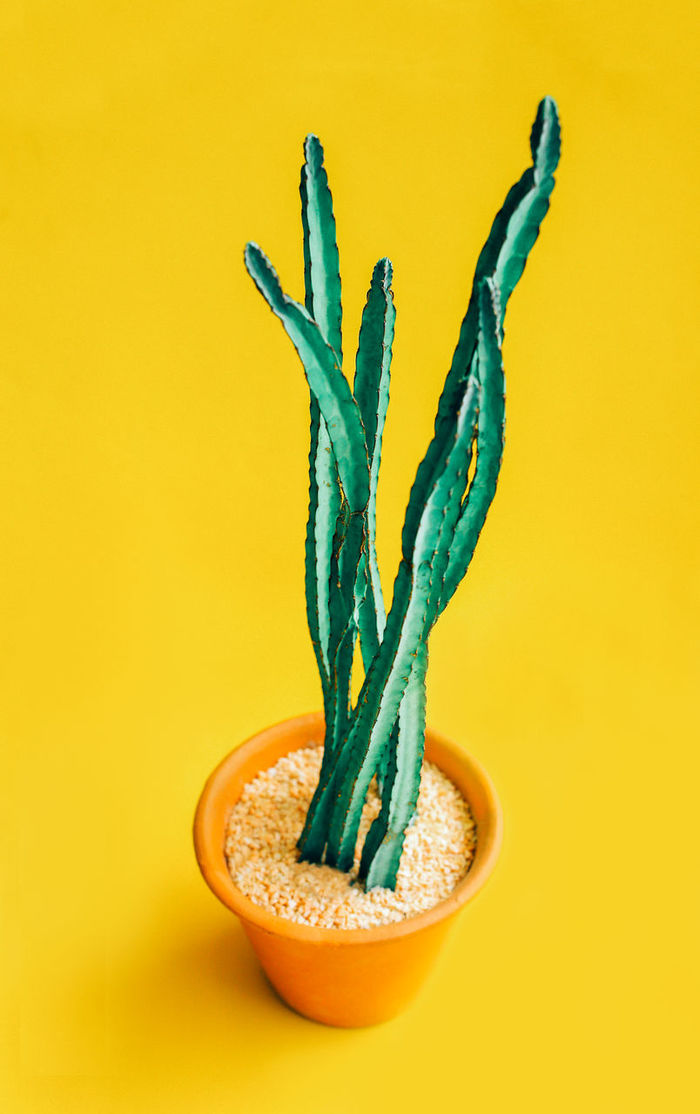 Close-up of potted plant against yellow background