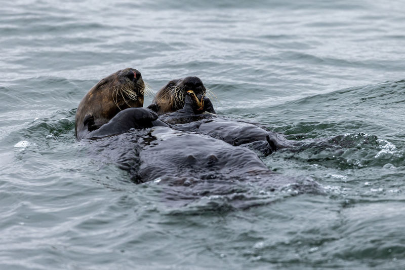 Sea otters swimming in sea