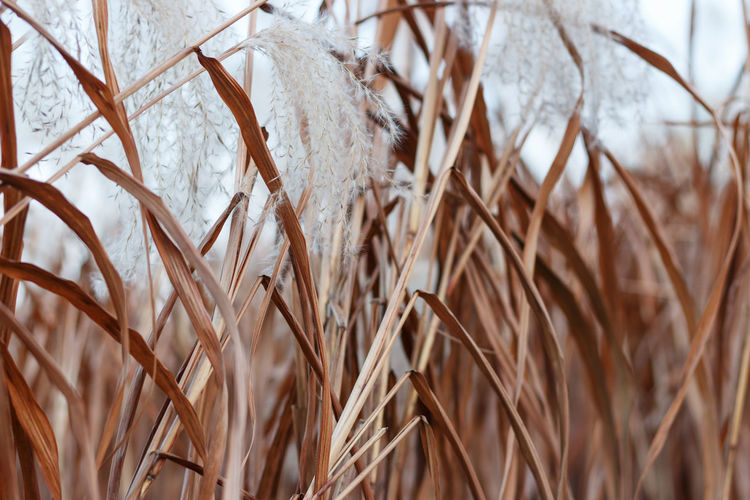 Brown pampas grass close up, a natural textures and background