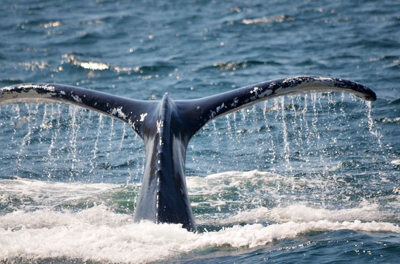 Whale swimming at sea