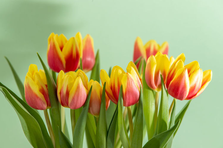 Close-up of yellow tulips against orange background