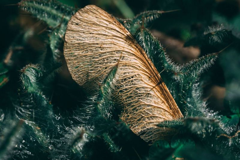 Close-up of caterpillar on leaf