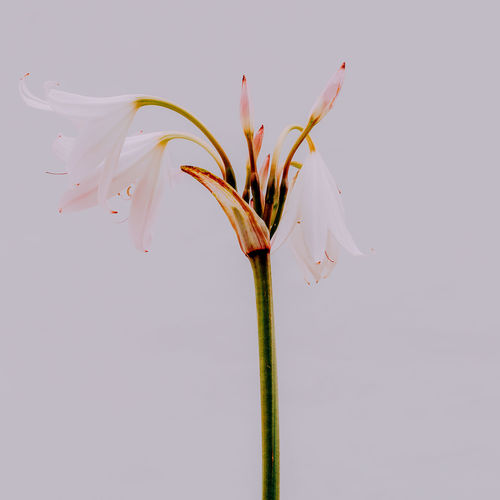 Lily on white wall background. plant lover concept. minimal