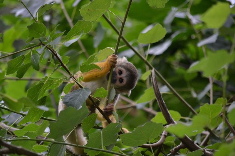 Low angle portrait of squirrel monkey on tree