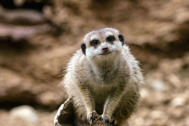 Portrait of meerkat