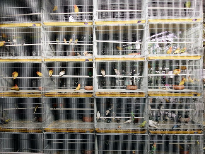 Close-up of bird in cage at market