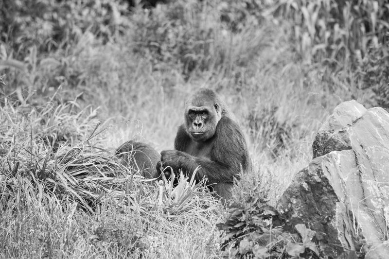 Portrait of gorilla sitting in field