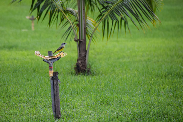 Close-up of bird on a post grass on field