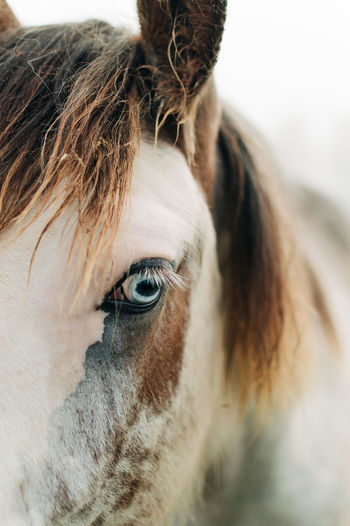 Horse's blue eye
