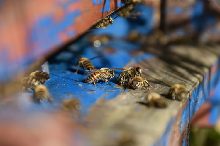Close-up of bees on beehive