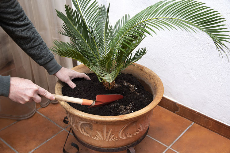 Midsection of person holding potted plant