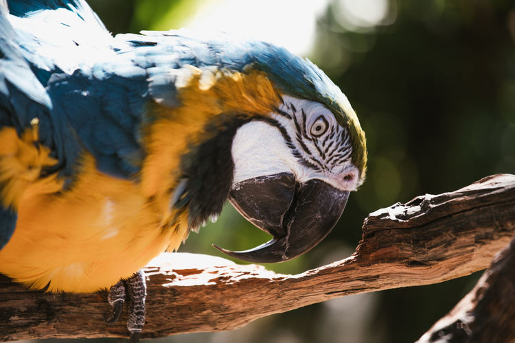 Close-up of a bird, amazon rainforest macaw